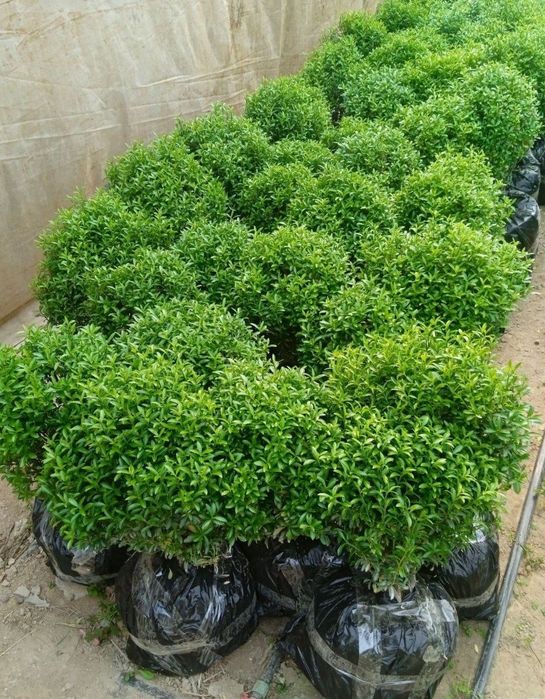 Shamshod koʻchatlar