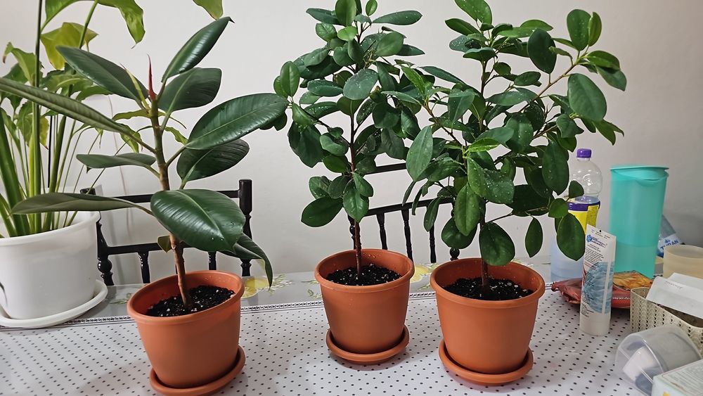 Комнатные  цветы