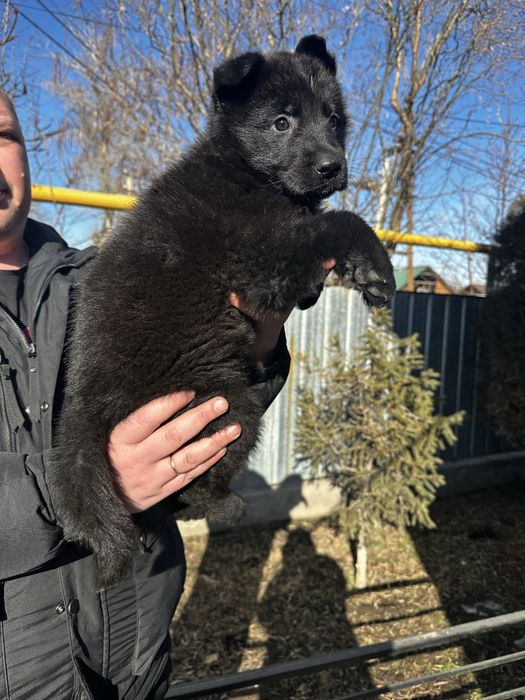 Немецкая овчарка