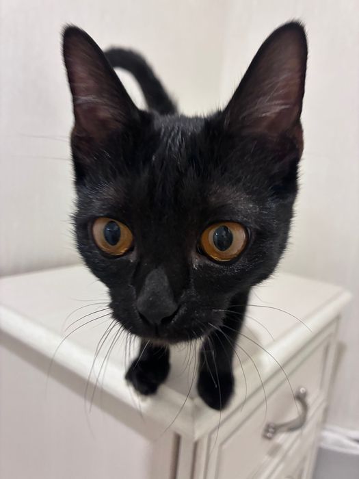 котенок (девочка)
