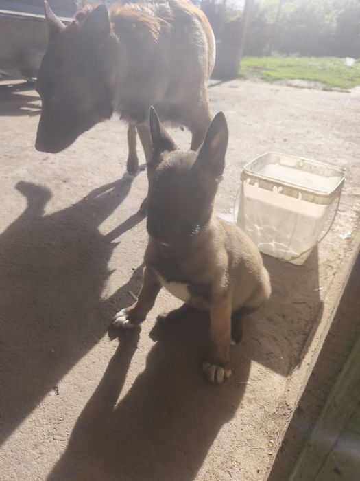 Белгийска овчарка-Малиноа