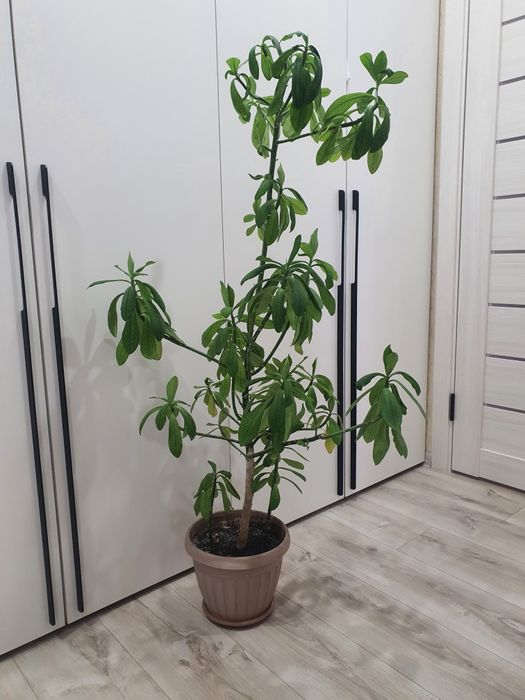 Продам комнатный цветок