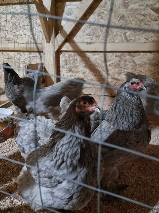 Oua incubat si pui brahma