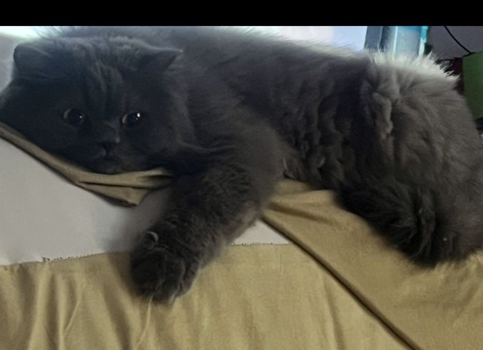 Donez motan-4 ani-British Longhair