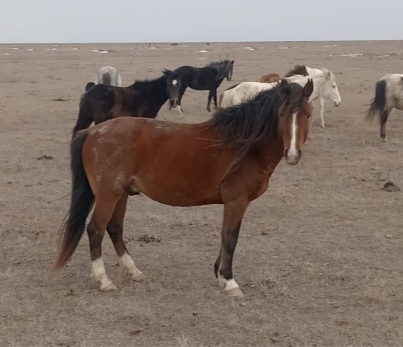 Айғыр жылқы жабағы