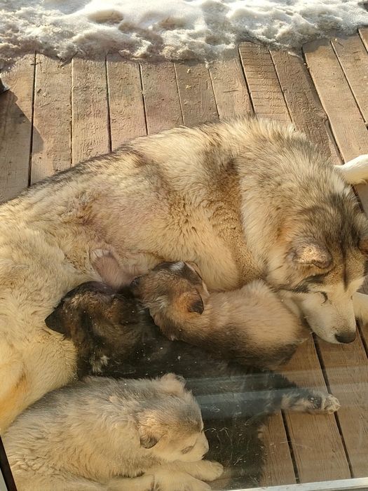 Щенки на половину маламут