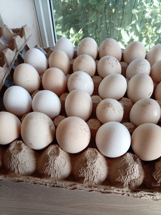 Продам яица домашние