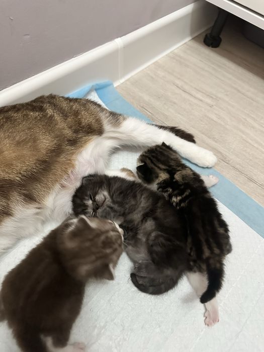 Шотландские котяты