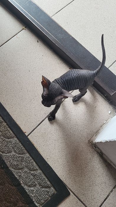 Продам очень умного котёнка