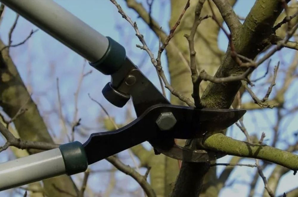 Мевалий дарахларни кесиб  шакил  бериш . Обрезка  дерево