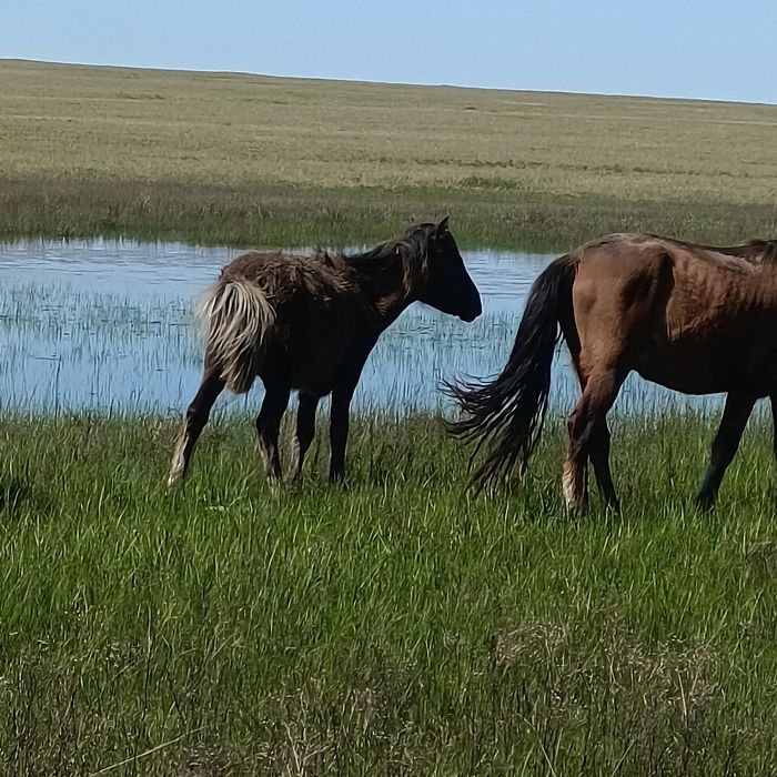 4бас ургашы тай сатам