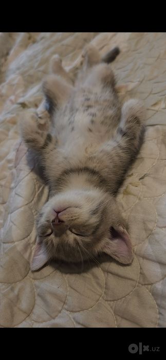 Срочно! Продяю котят. 3 TA MUSHUKCHA SOTILADI!