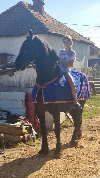 Vând iapă frizian cu acte de Olanda si pedigree