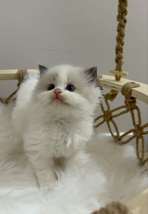 Рэгдолл Рэгдолл Рэгдолл!!!