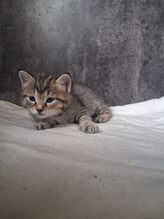 Маленькие красивые котята