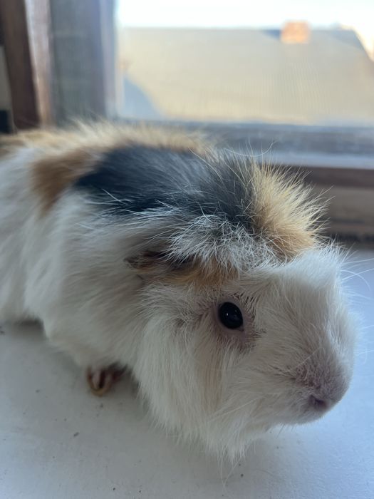 Продам свинку морскую