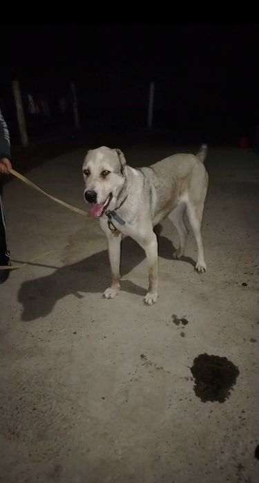 Продаётся АЛАБАЙ