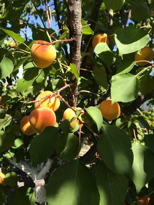 Продается дача (11 соток)