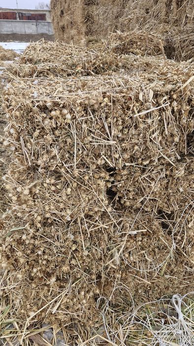 Қамыс максар (саплөр) бар жоңышқа аралас