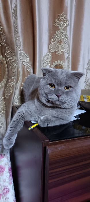 Отдам кота чистый британец