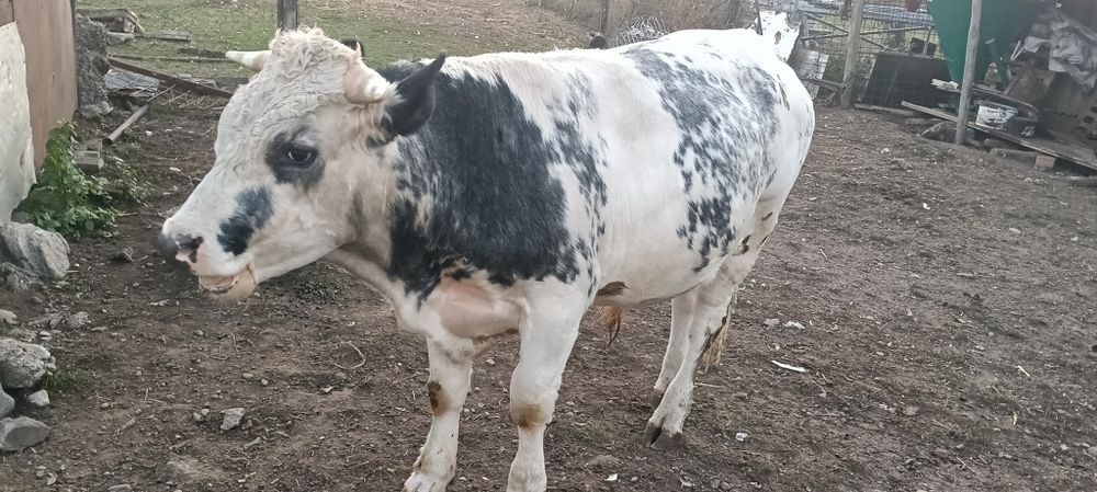 Taur albastru belgian   20 lei kg