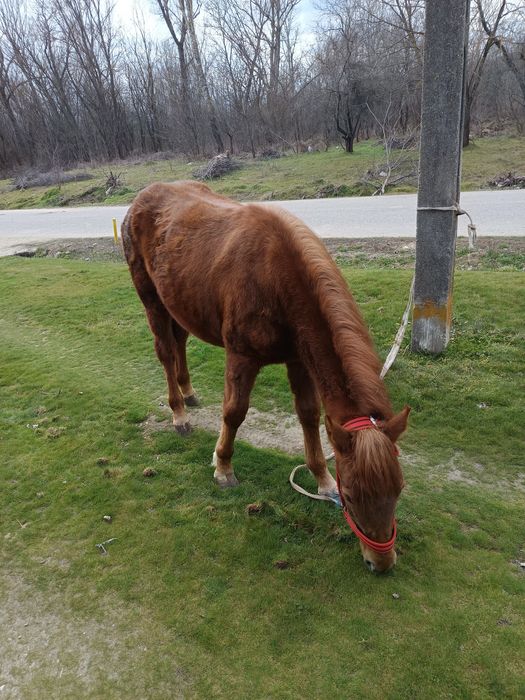 Vand manza de semigreu 11 luni