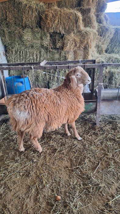 Продаётся кошкарчик в май год будет