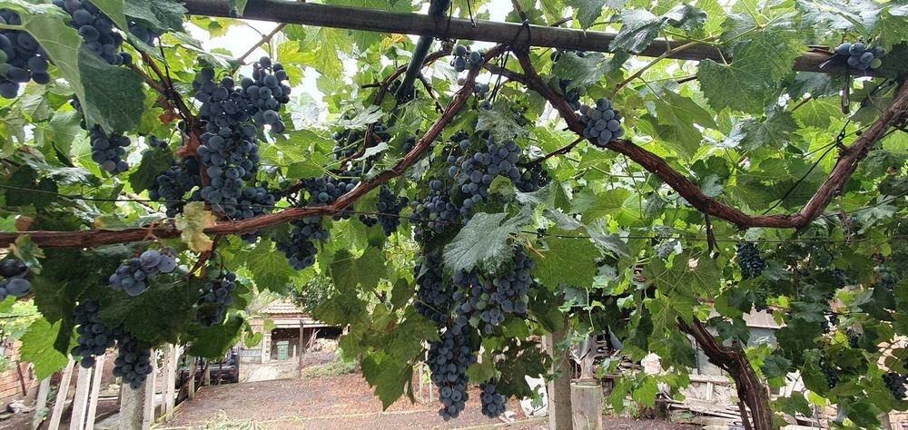 Продава се Къща в с. Бръшляница, Област Плевен - 100 кв.м за 281 €/кв.м - Снимка #10