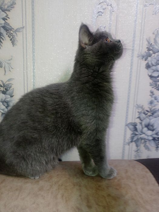 Британская кошка 7 месяцев