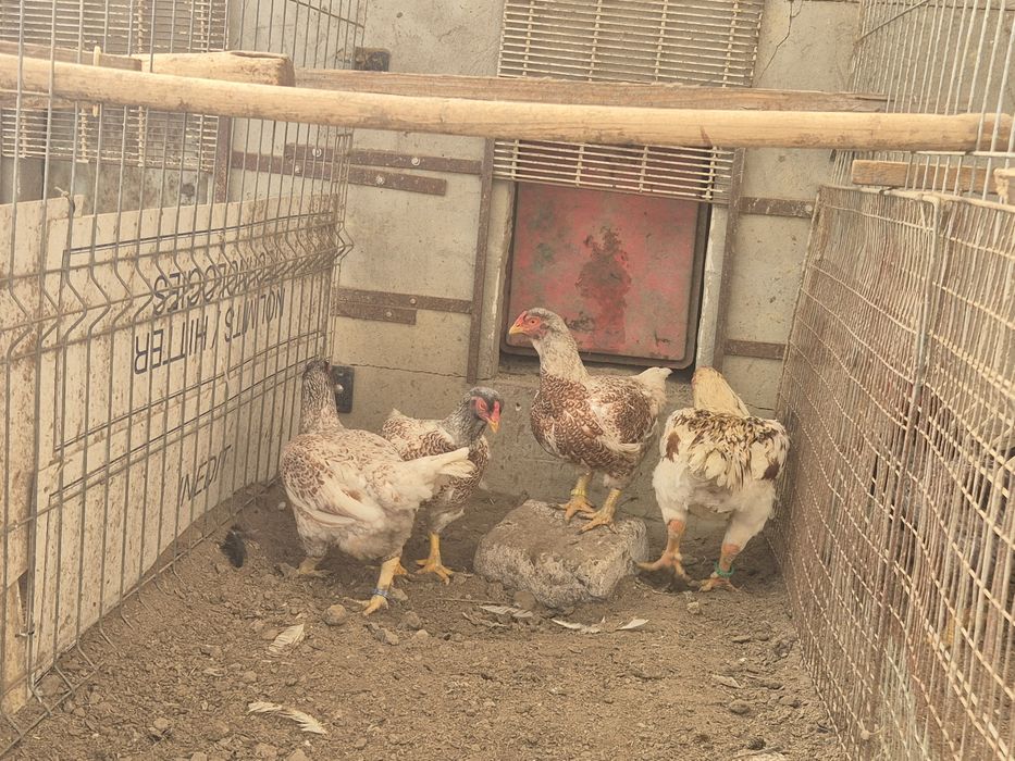 Vând oua combatant indian talie mare