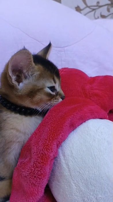 Абиссинские котята Европейский тип