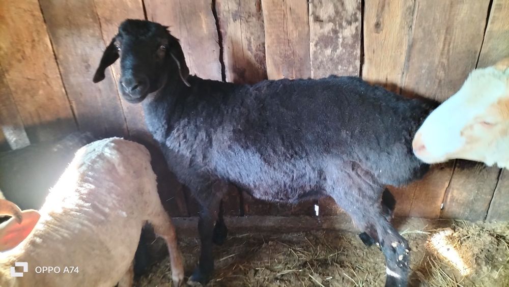 Продам годовалого барана