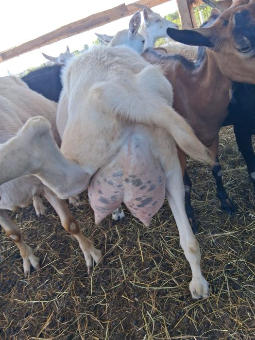 Capre fatate si gestante