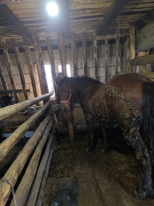 Mânză de vânzare  9 luni detali in privat