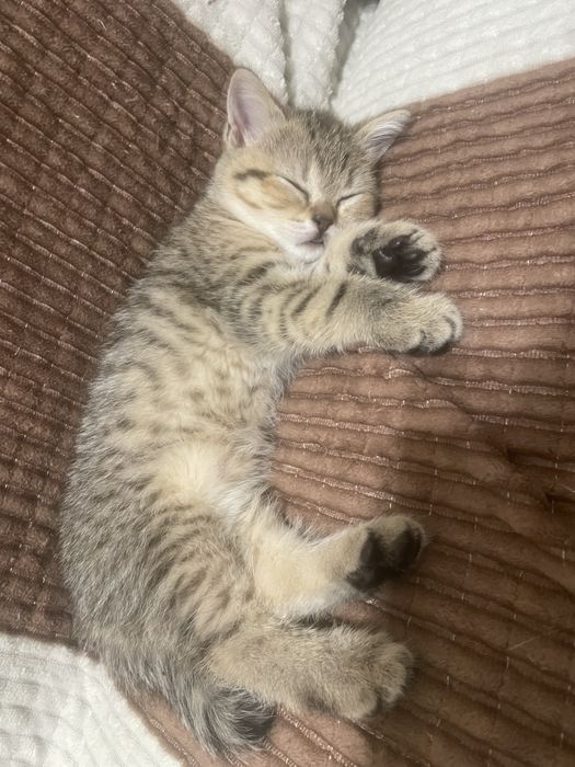 Продам котят шотландские