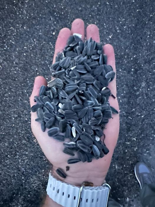 Пшеница 2.3.4.5.6 класс