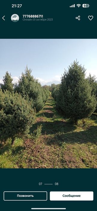 Продаются ёлки зеленые