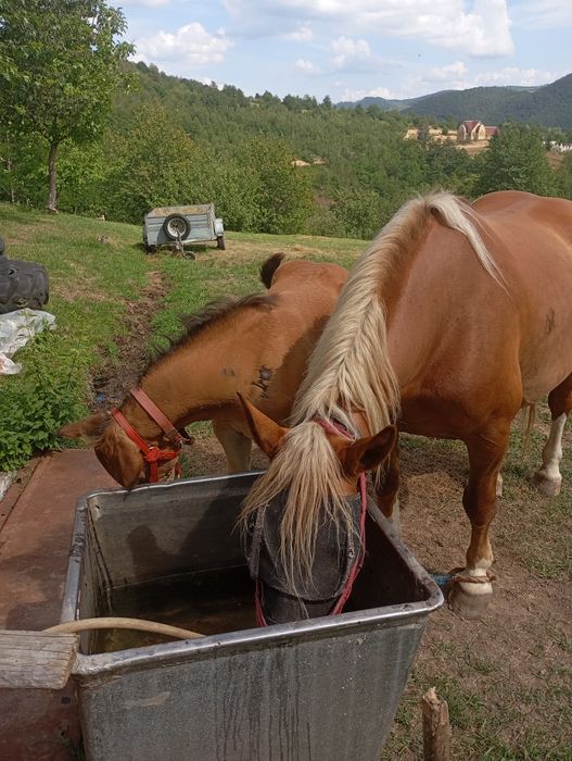 Iapa cu mânz de vânzare