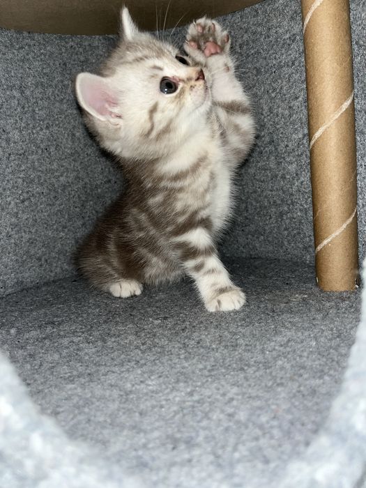 Котята,шотланд-британские