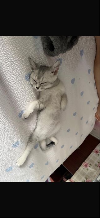 Британская кошечка, 6 месяцев