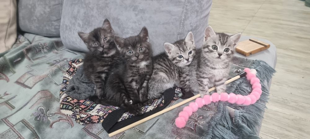 котята в добрые  руки