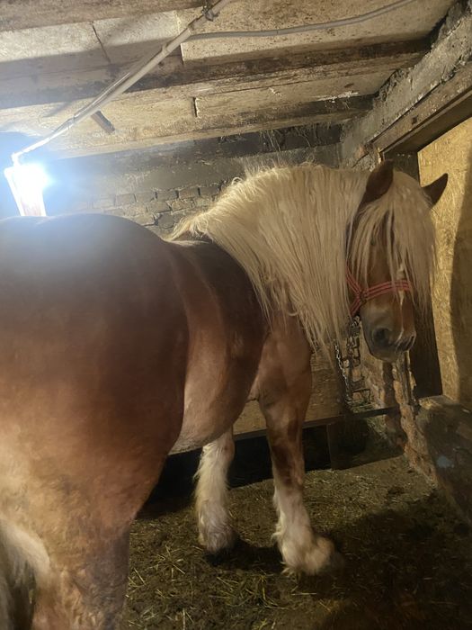 Cai , armăsari de vânzare , pereche