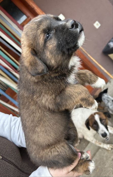 Donez 7 catelusi, 4 baieti si 3 fete