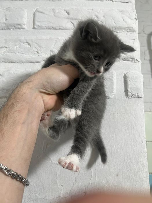 Котята в хорошие руки