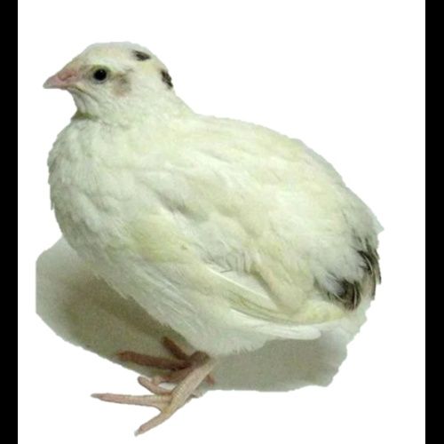 Препелка породы Техас