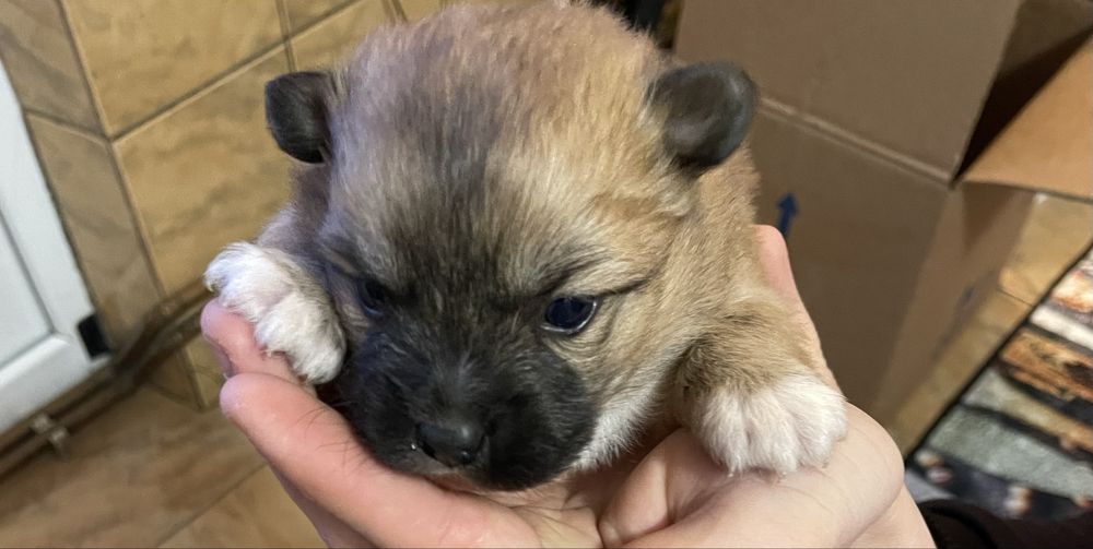 Catelusi metis bichon cu pechinez