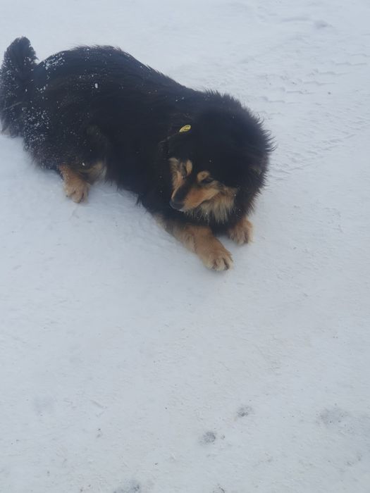 Срочно собака ищет дом