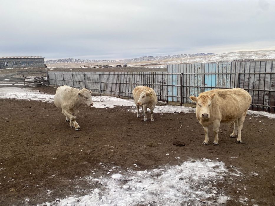 Әулиекөл тұқымды сиыр және бұқа