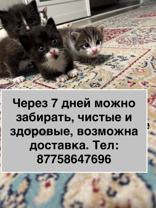 Котята в добрые руки