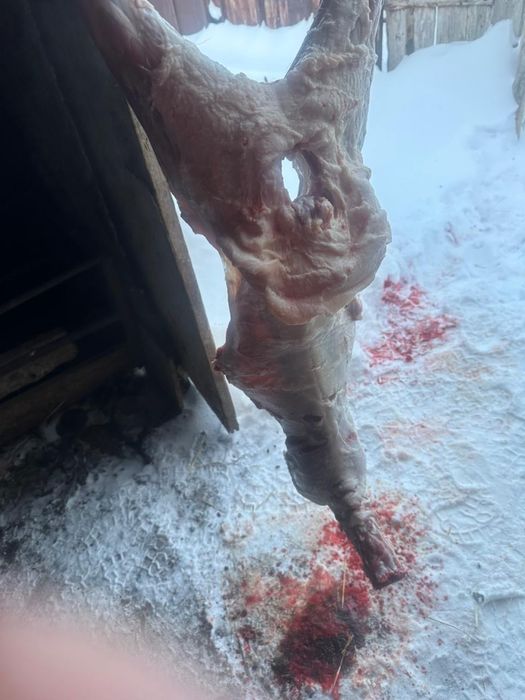 Баранина в наличии